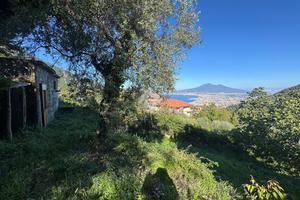 TER. AGRICOLO A PIMONTE