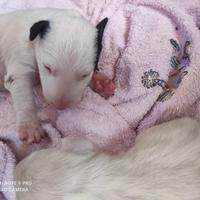 Bull terrier cuccioli