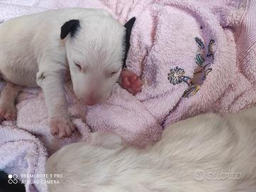 Bull terrier cuccioli