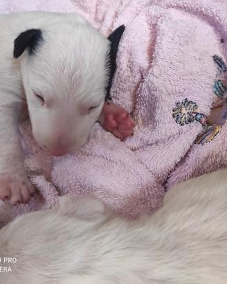 Bull terrier cuccioli