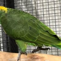 Pappagallo Nuca gialla - Amazzone