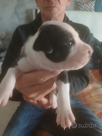 Cuccioli amstaff