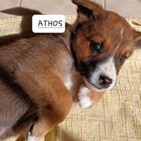 Cuccioli futura taglia media, media contenuta