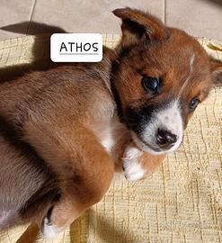 Cuccioli futura taglia media, media contenuta