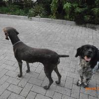 Maschio setter anni 9 e femmina kurzhaar anni 7
