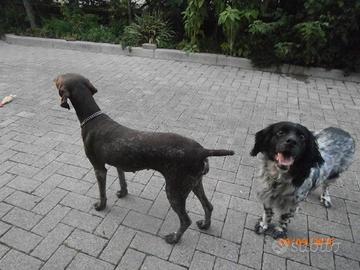 Maschio setter anni 9 e femmina kurzhaar anni 7