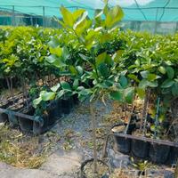 piante di limone zagara Bianca 