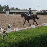 Cavallo da dressage