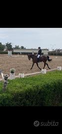 Cavallo da dressage