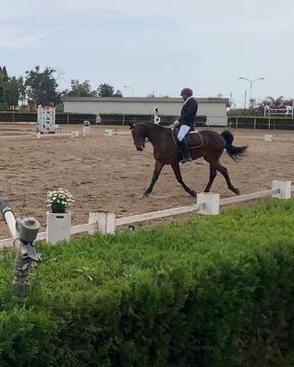 Cavallo da dressage