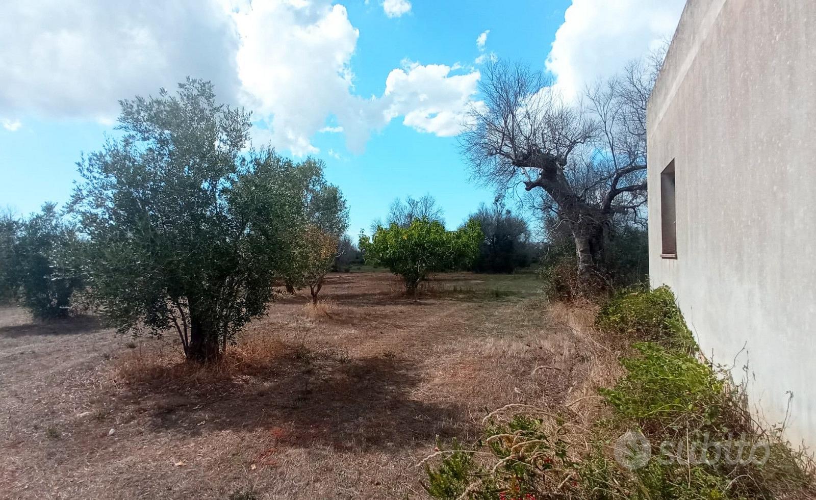 Terreno Uliveto Casa Campagna Rustico Salento - Vista 2