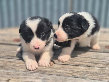 Border collie