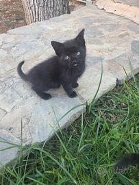 Gattina nera