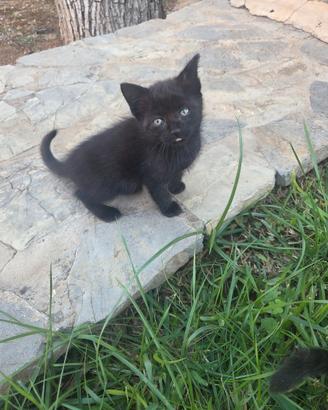 Gattina nera