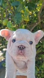 Bulldog francese Big Rope