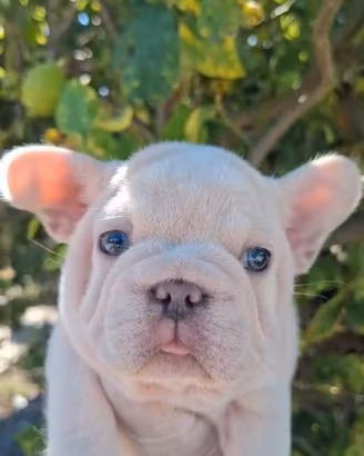 Bulldog francese Big Rope