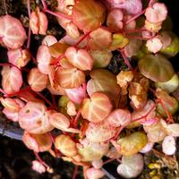 Talee di Begonia lichenora