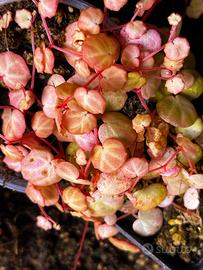 Talee di Begonia lichenora