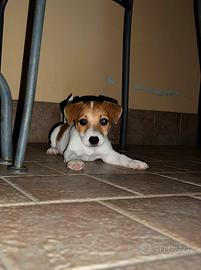Cucciolo di jack russel