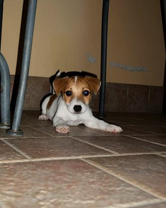 Cucciolo di jack russel