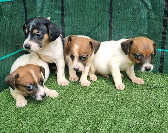 Jack Russell