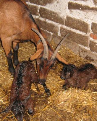 Capretti camosciata delle alpi