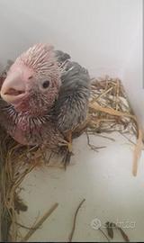 Cacatua roseicapilla