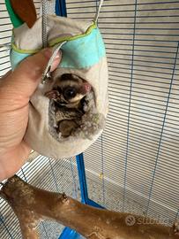 Petauro dello zucchero allevato a mano 1 anno