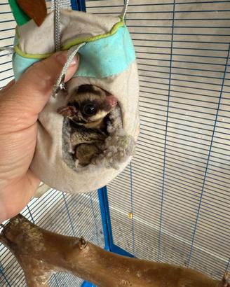 Petauro dello zucchero allevato a mano 1 anno