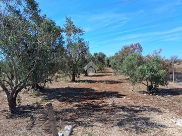 TER. AGRICOLO A NARDÒ