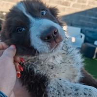 Cuccioli di border collie
