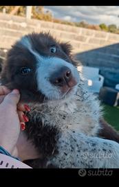 Cuccioli di border collie