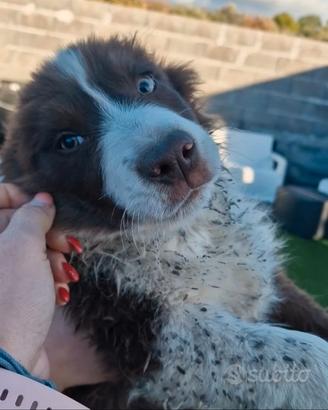 Cuccioli di border collie