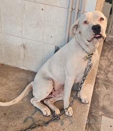 Femmina di dogo argentino,disponibile per monta