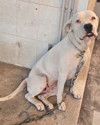 Femmina di dogo argentino,disponibile per monta