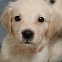 Ultimo cucciolo disponibile golden retriever