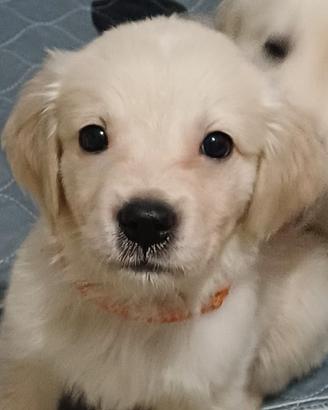 Ultimo cucciolo disponibile golden retriever