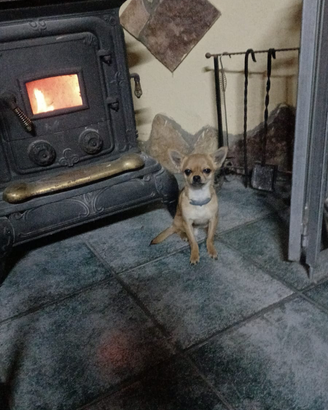 Chihuahua 8 mesi