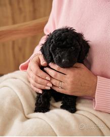 Barboncino nano nero