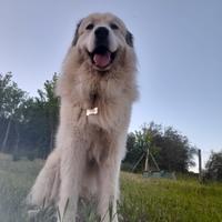 Cane da montagnia dei pirenei disponibile per mont