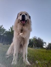 Cane da montagnia dei pirenei disponibile per mont
