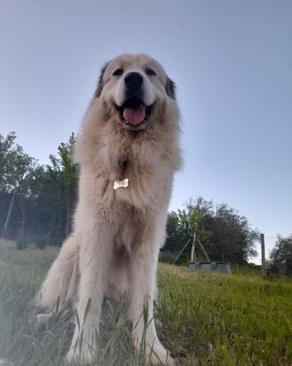 Cane da montagna dei pirenei disponibile per mont