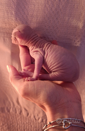Cuccioli di Canadian sphynx