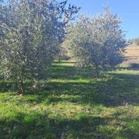 !! Lotto Agricolo con Uliveto a Polpena