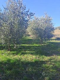 !! Lotto Agricolo con Uliveto a Polpena