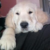 Cuccioli di Golden Retriever