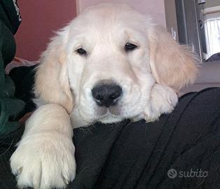 Cuccioli di Golden Retriever