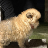 Volpino di Pomerania (Spitz Tedesco)