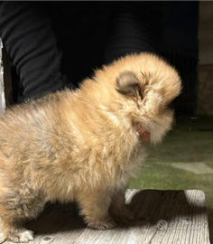 Volpino di Pomerania (Spitz Tedesco)