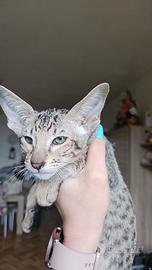 Gatto orientale femmine